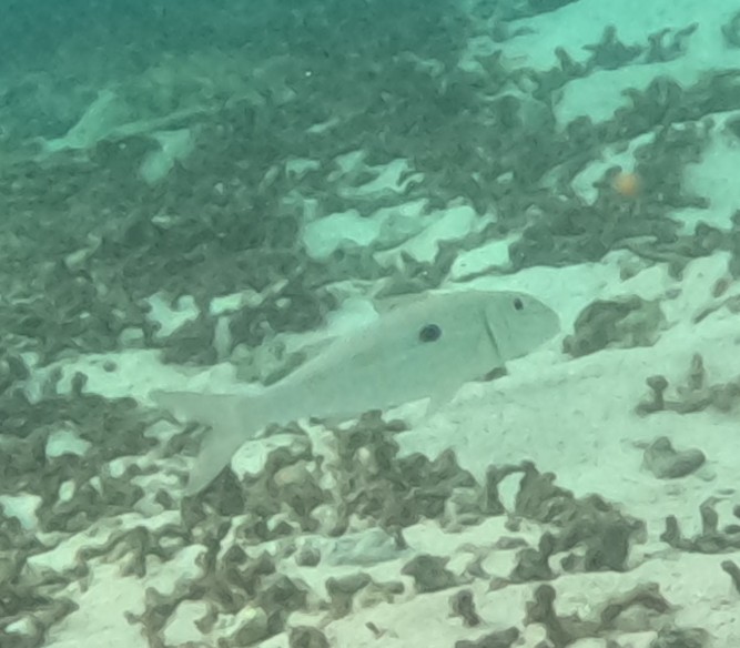 モンツキアカヒメジ