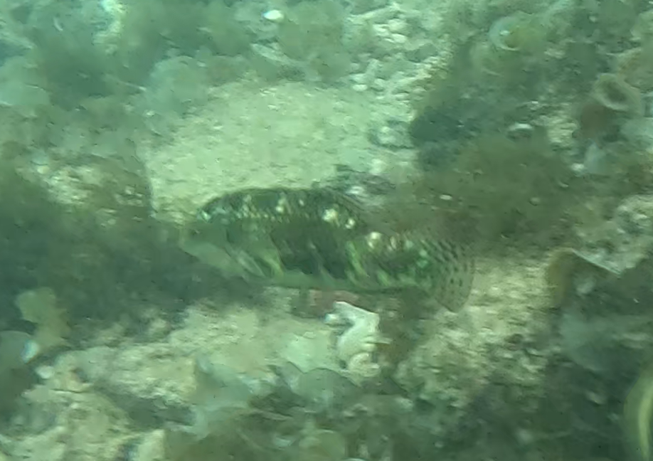 ヤンセンニシキベラ(幼魚)