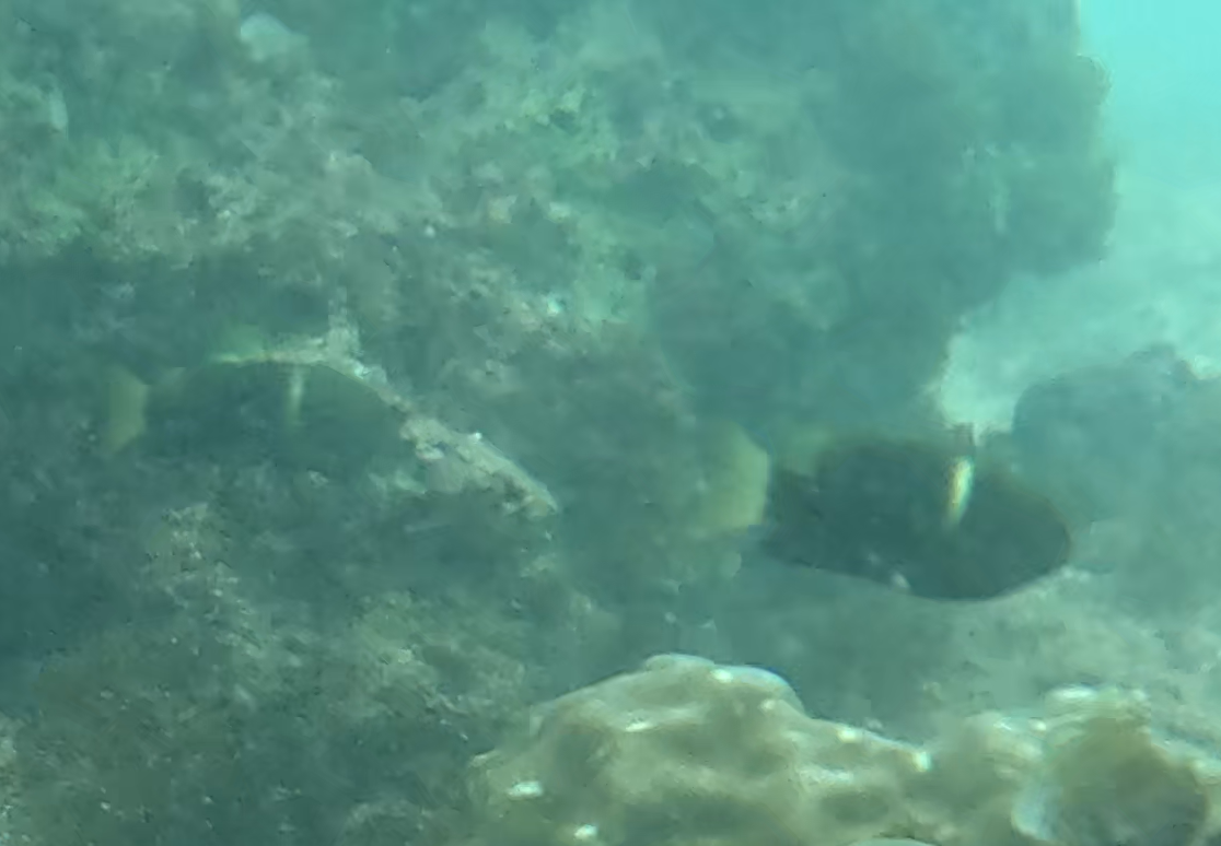 スジブチスズメダイ