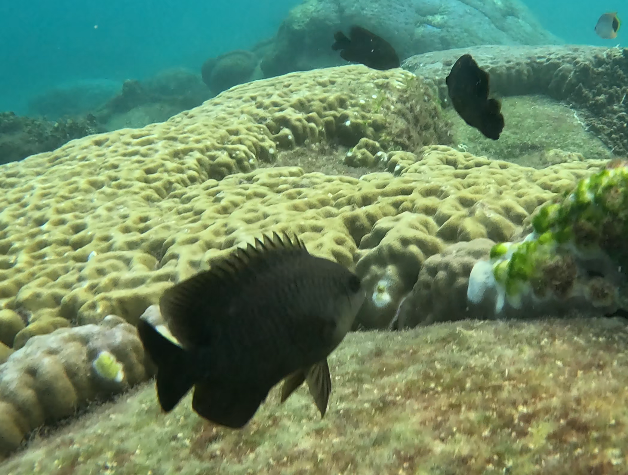 クロスズメダイ