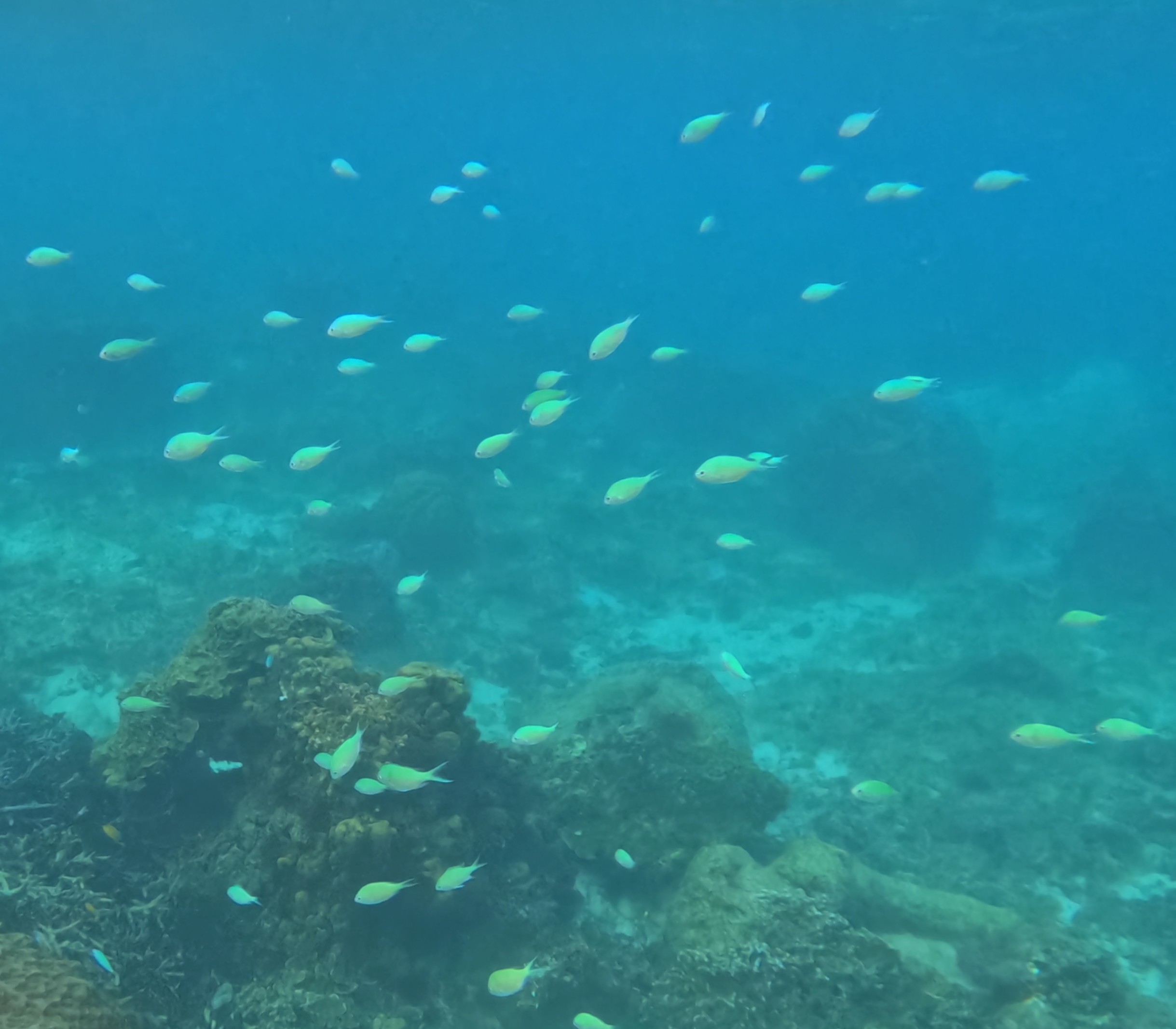 デバスズメダイ