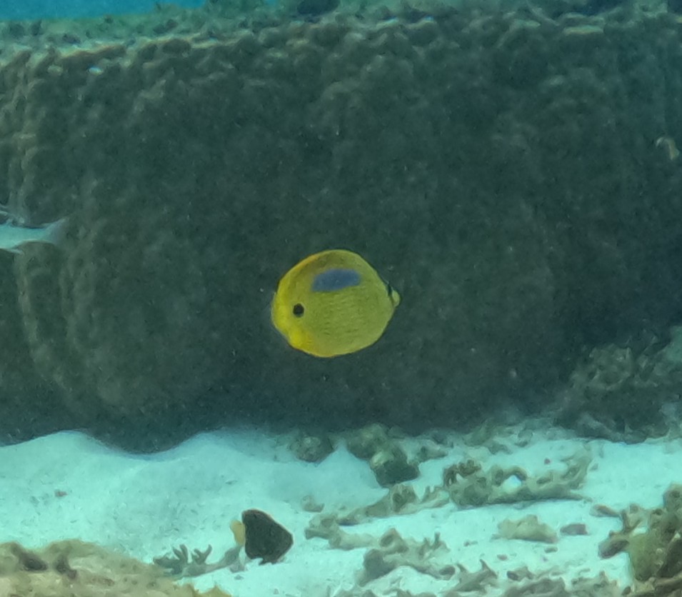 スミツキトノサマダイ