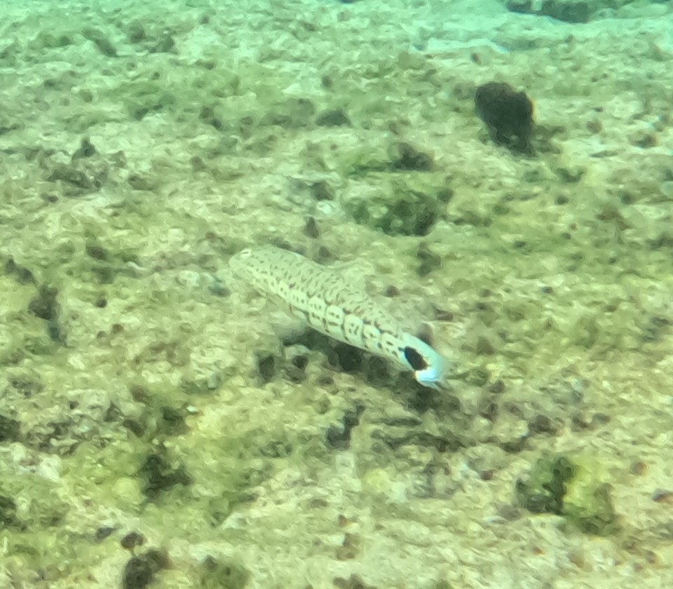 オグロトラギス