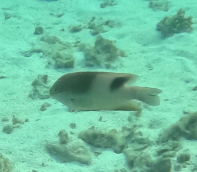 ダンダラスズメダイ