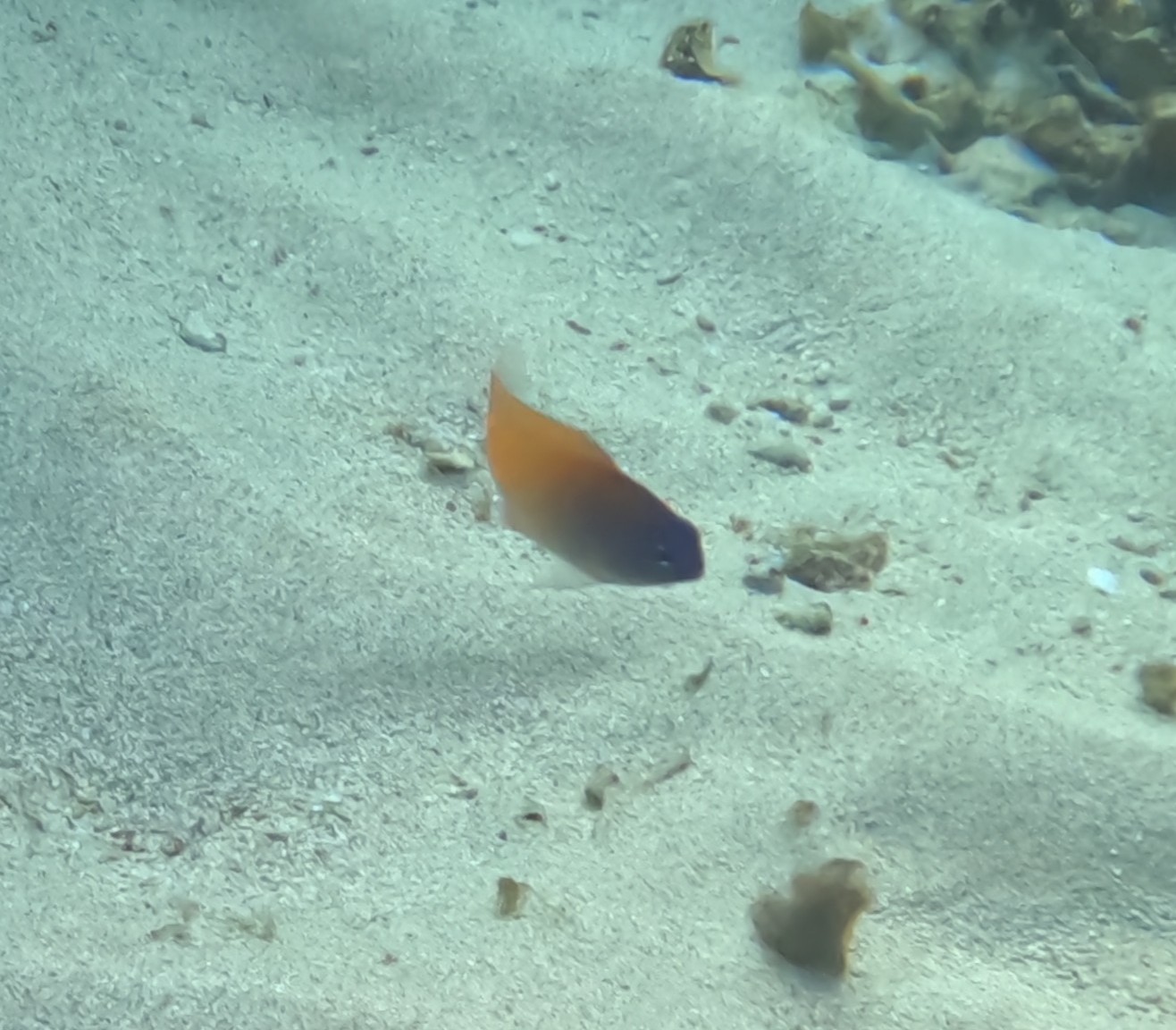 レモンスズメダイ