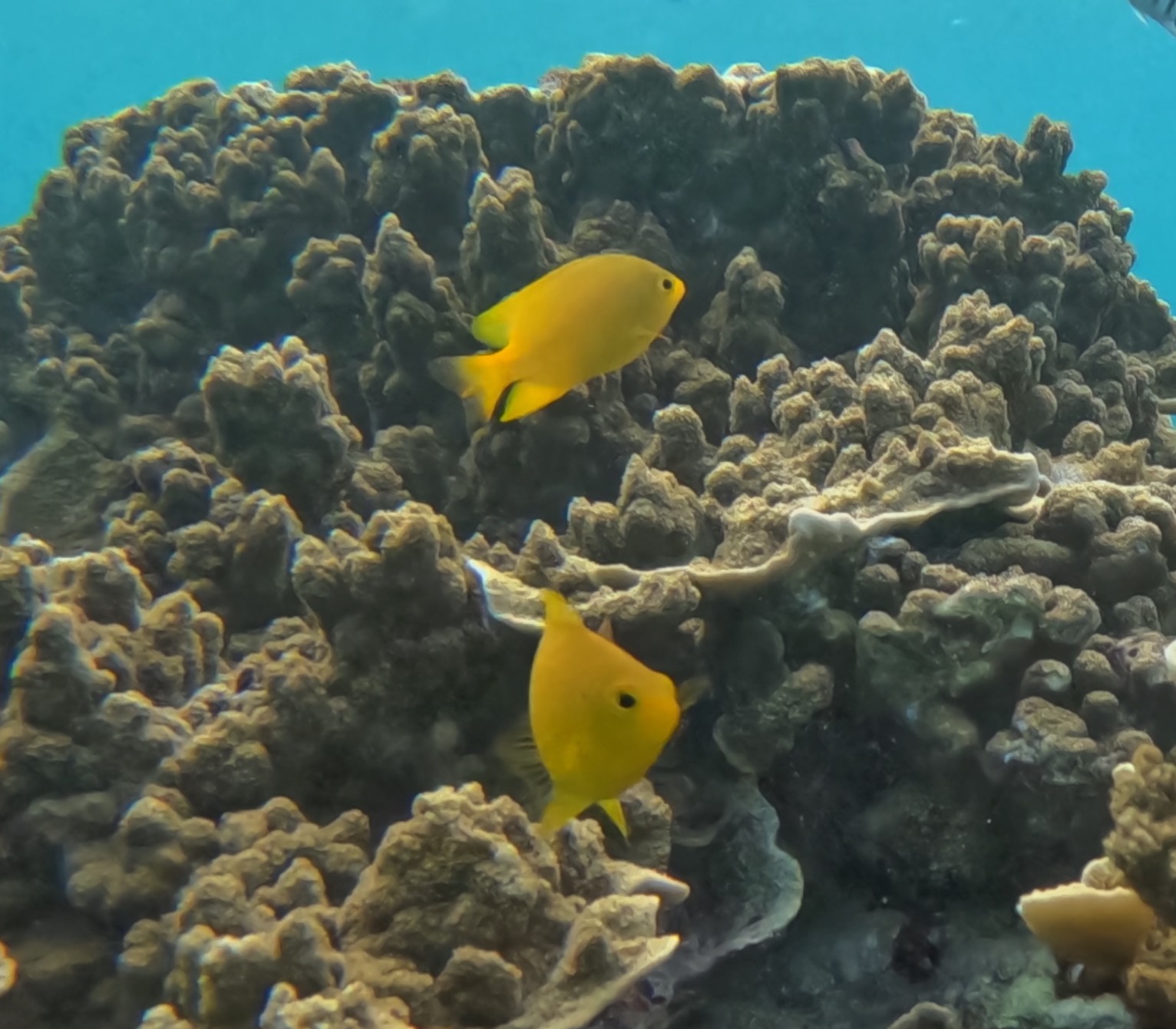 ネッタイスズメダイ