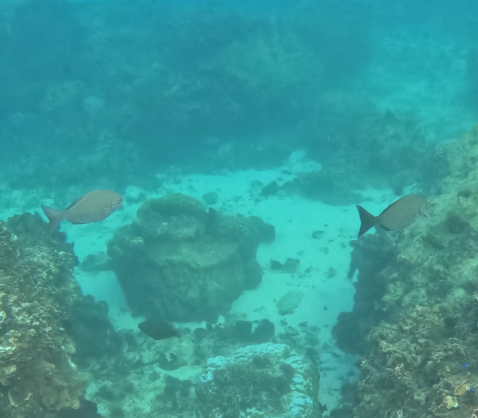 ミナミイスズミ