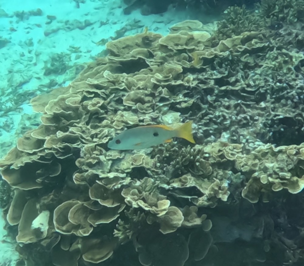 クロホシフエダイ