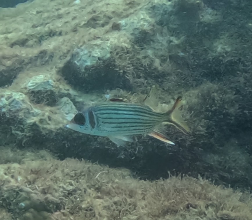 ウケグチイットウダイ