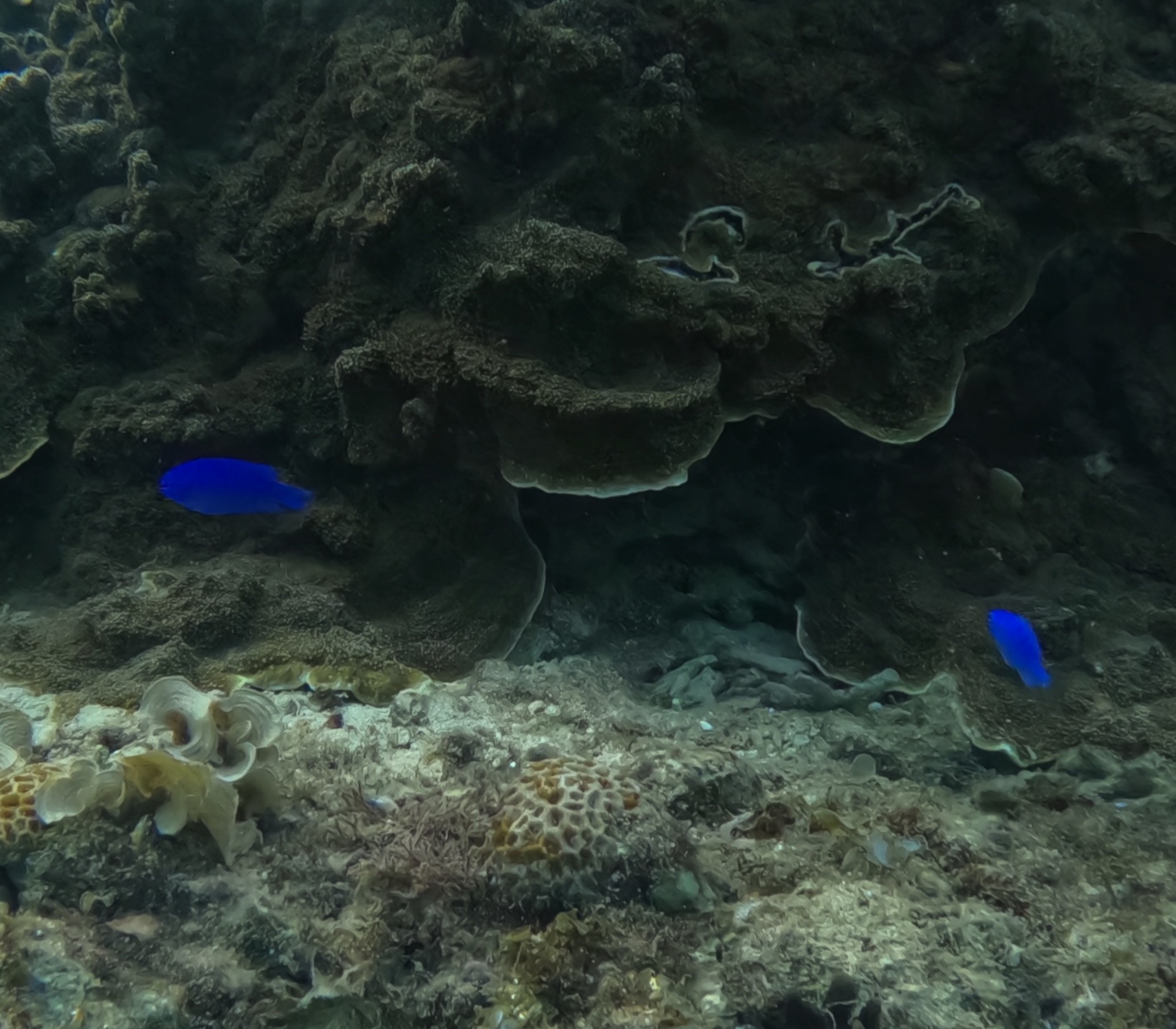 ルリスズメダイ