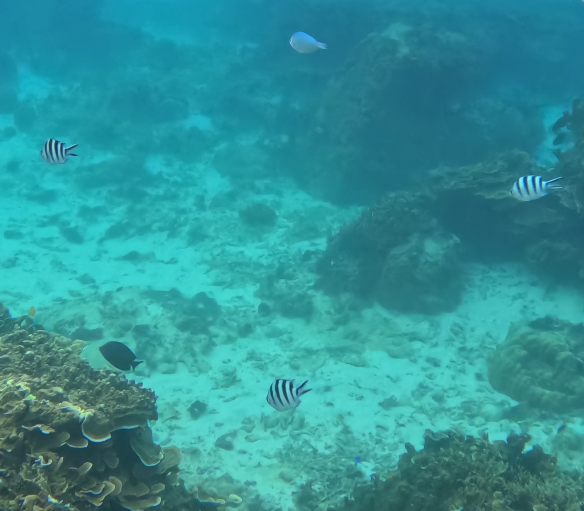 ロクセンスズメダイ