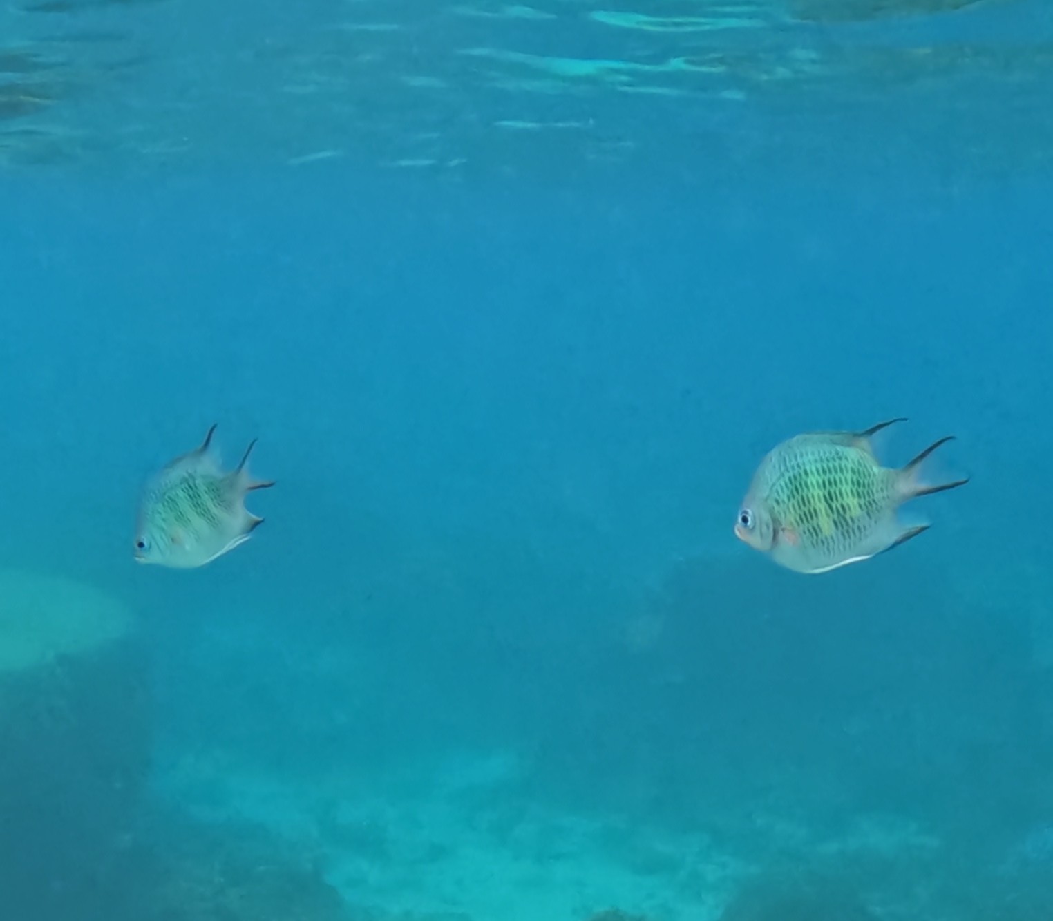 クラカオスズメダイ