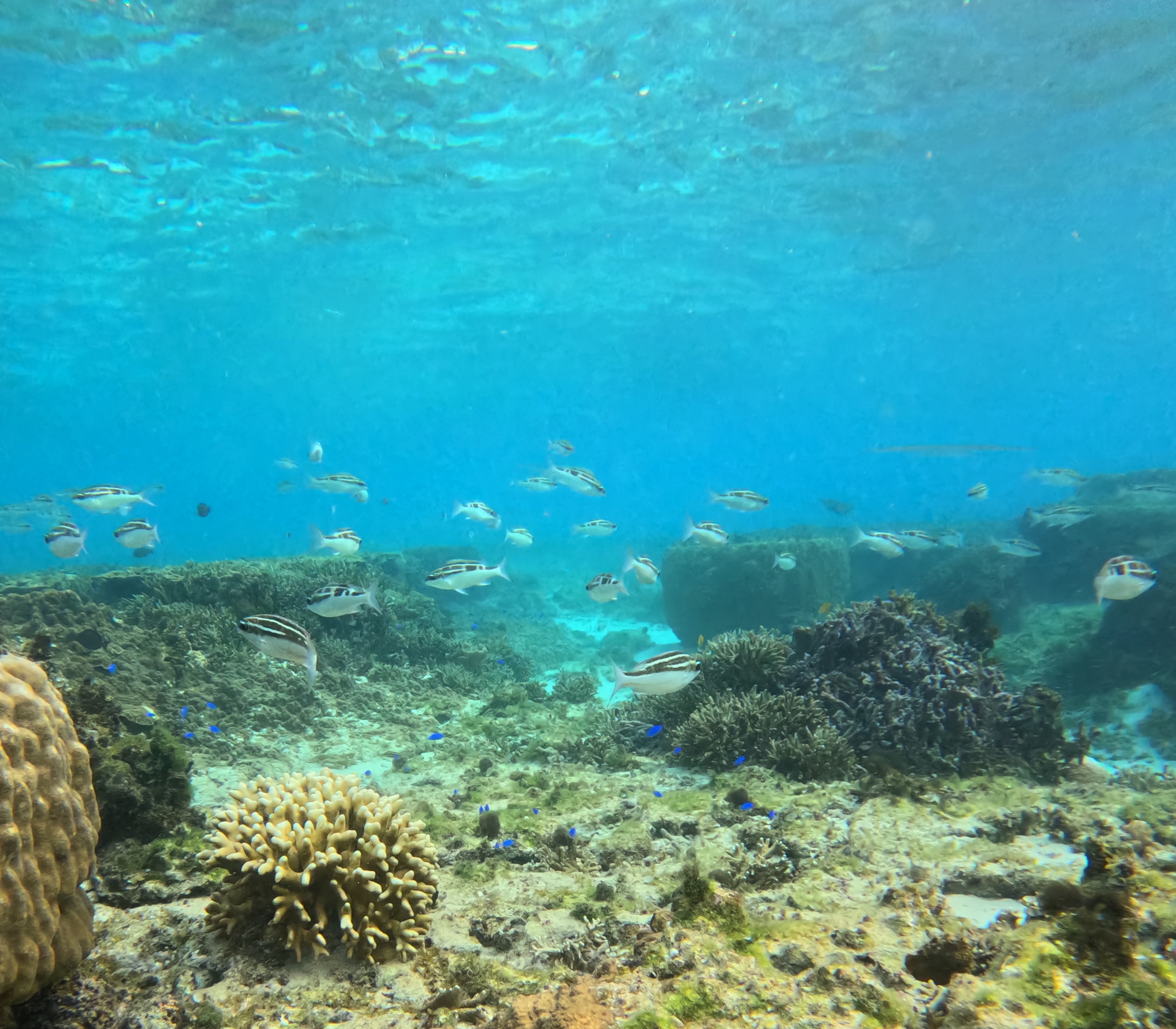 ヨコシマタマガシラ