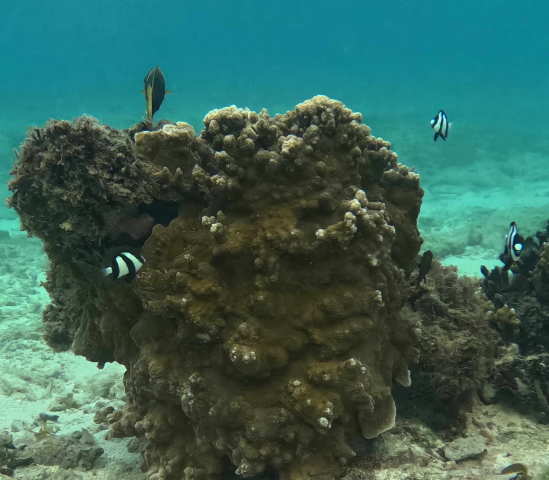 ミスジリュウキュウスズメダイ