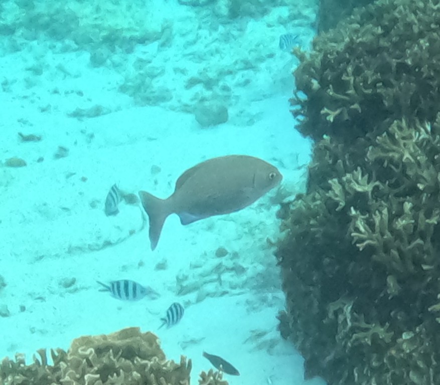 テンジクイサキ