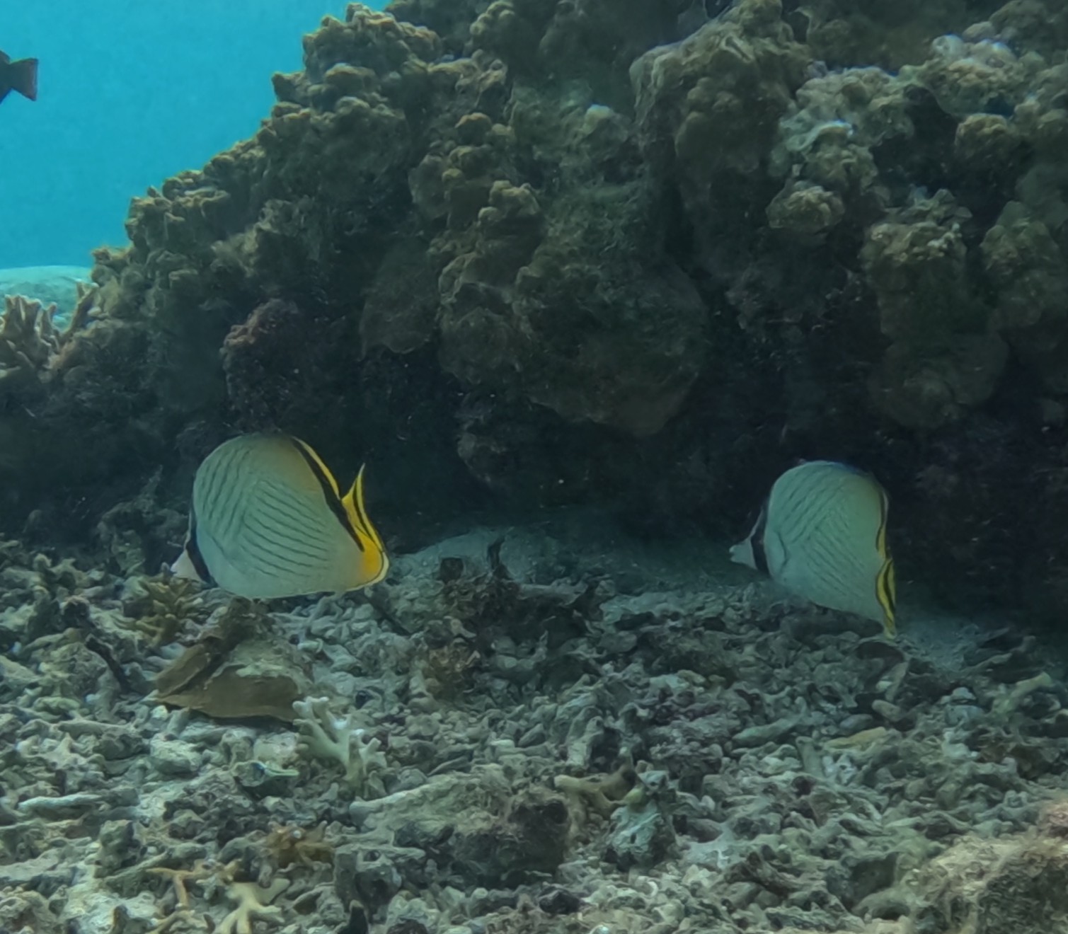 フウライチョウチョウウオ