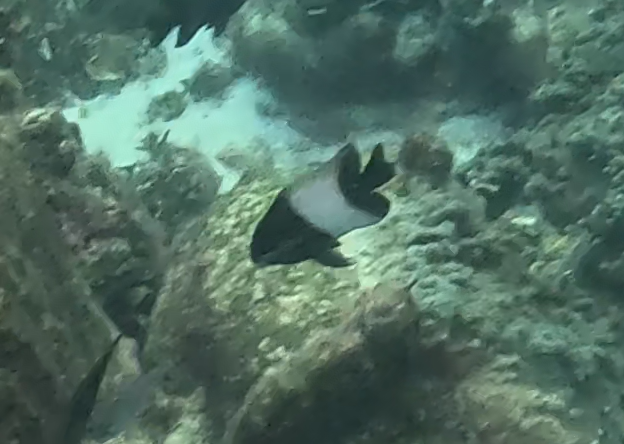 キオビスズメダイ