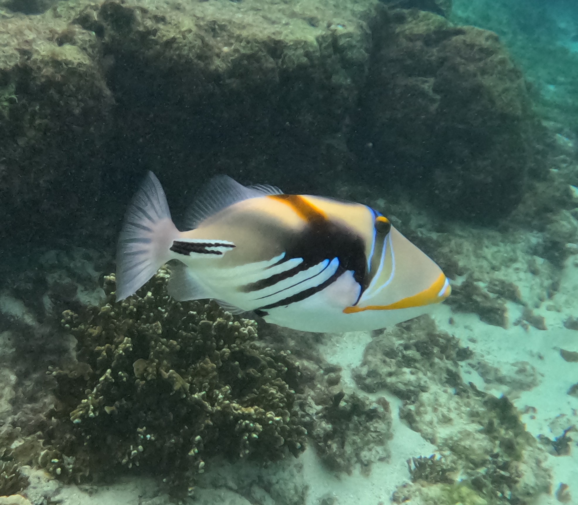 ムラサメモンガラ