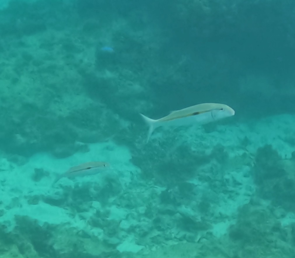 モンツキアカヒメジ