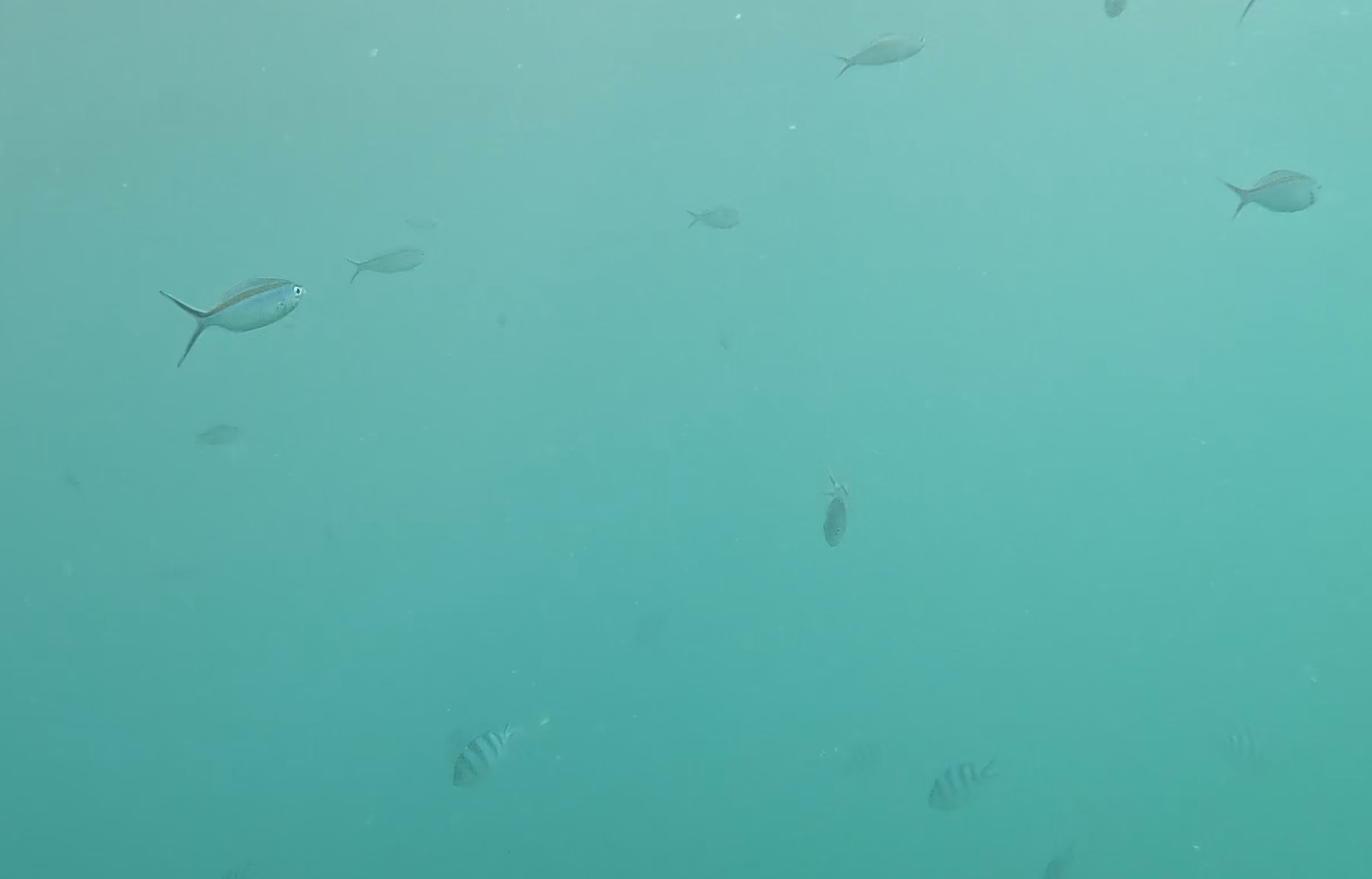 クマササハナムロ