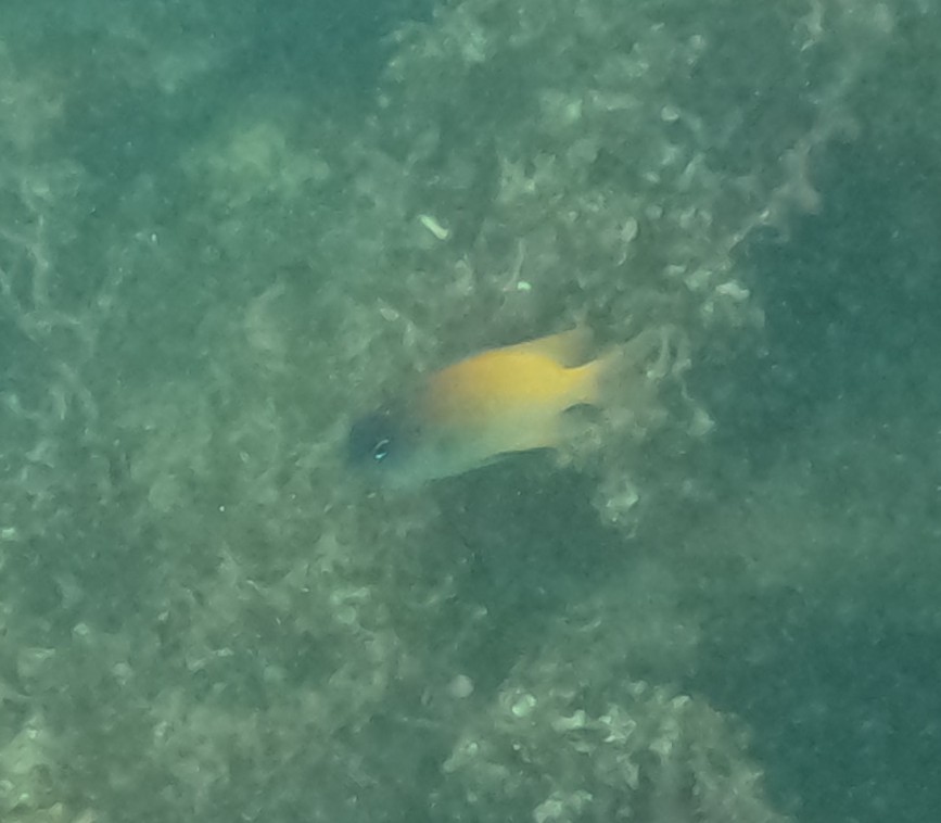 レモンスズメダイ