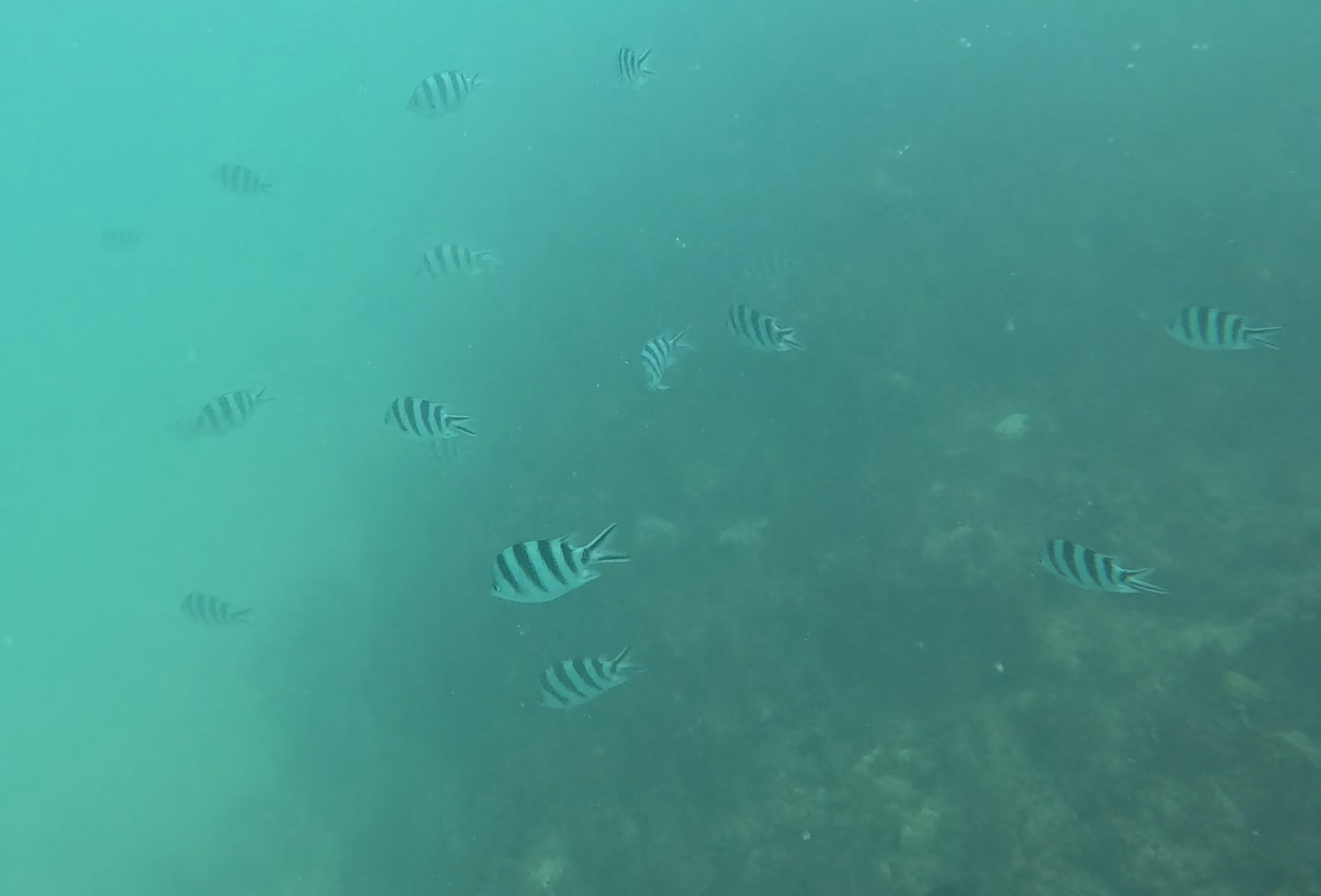 ロクセンスズメダイ