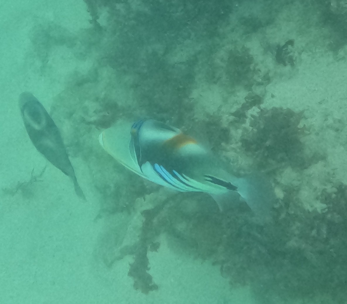 ムラサメモンガラ