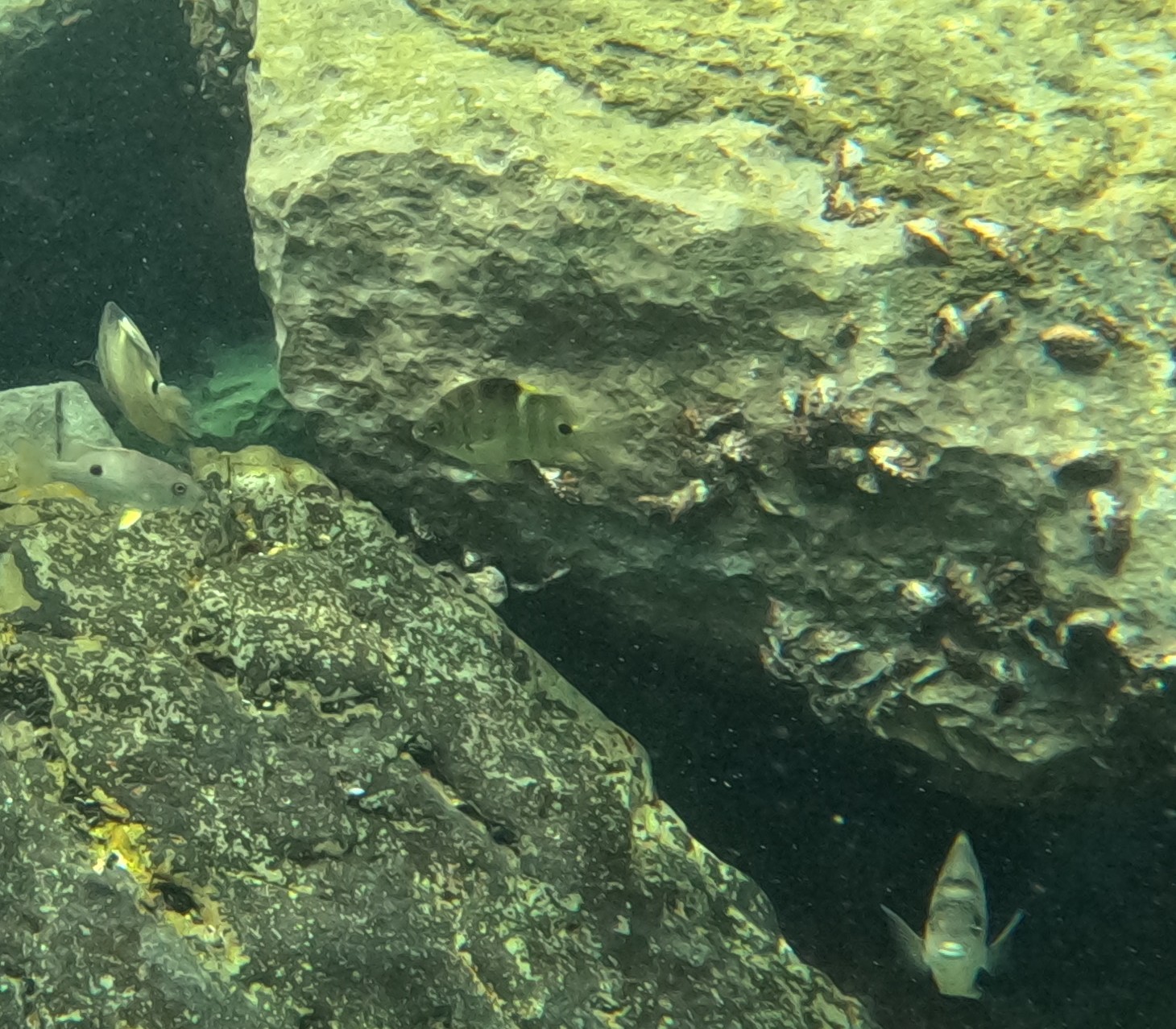 シマスズメダイ