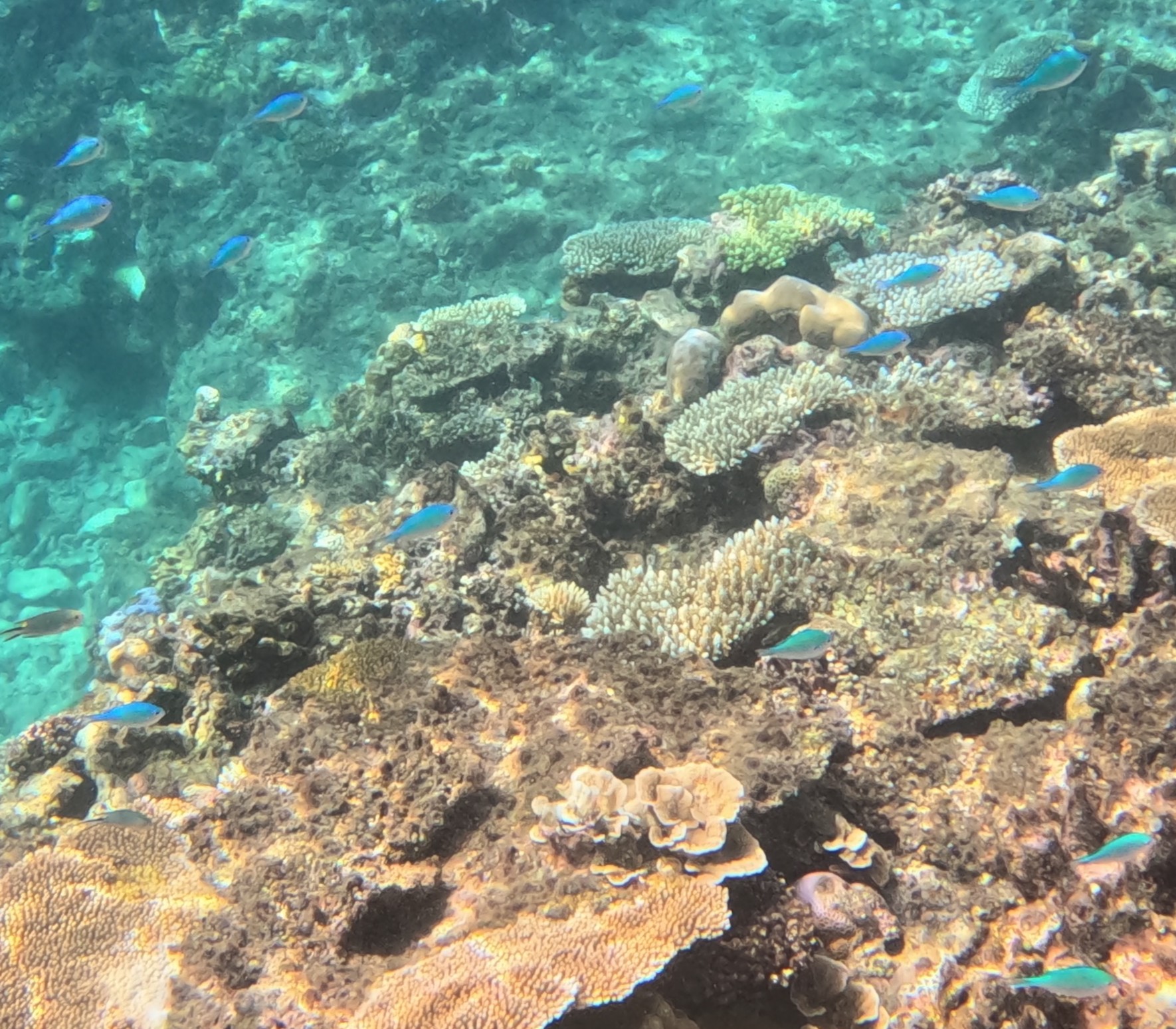 デバスズメダイ