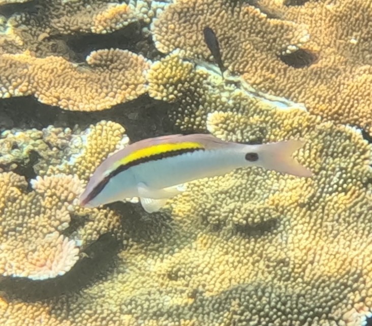 オオスジヒメジ