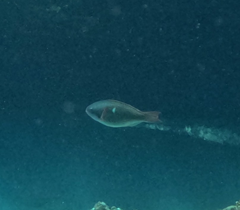 イチモンジブダイ(メス)