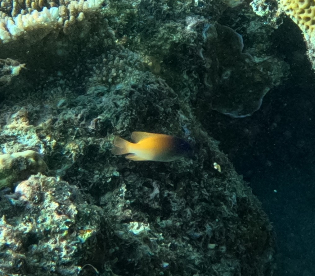 レモンスズメダイ