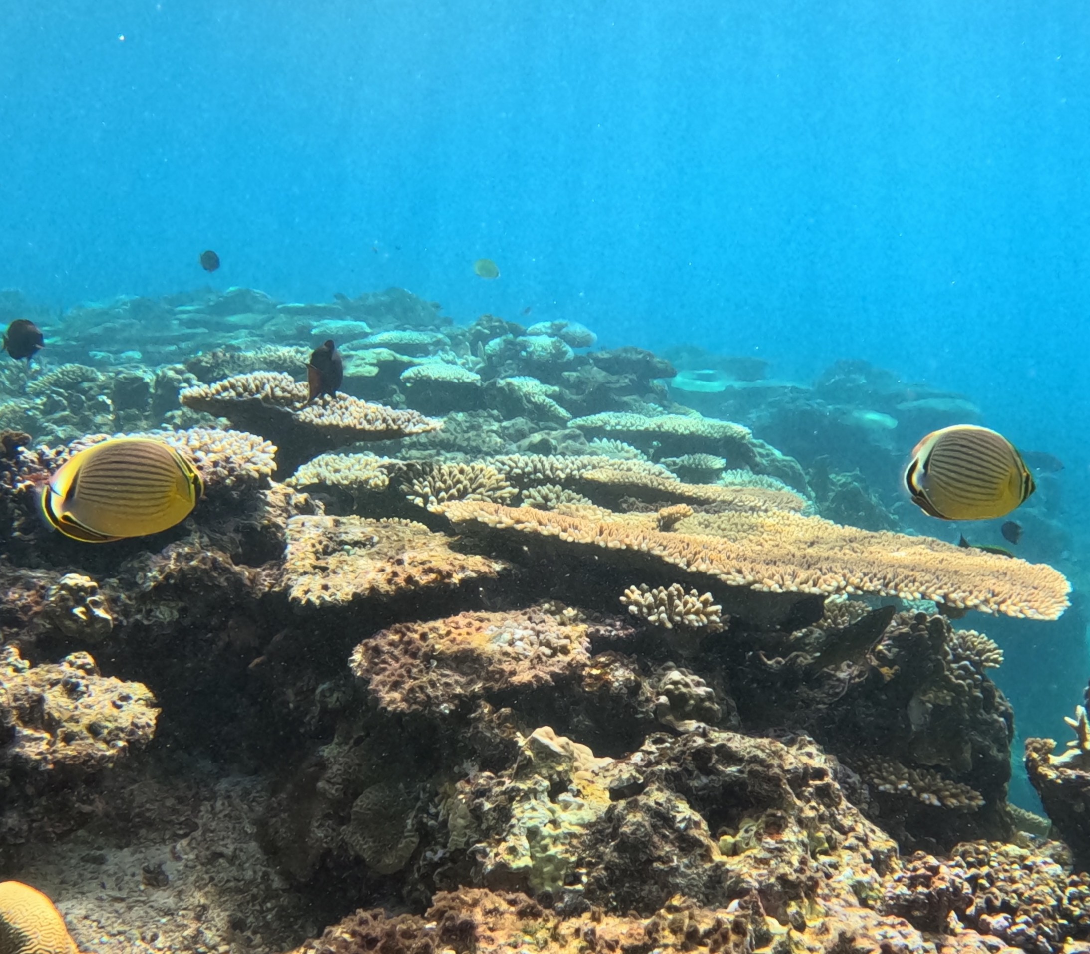 ミスジチョウチョウウオ