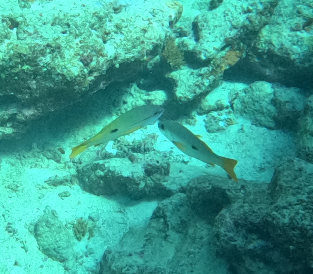 クロホシフエダイ