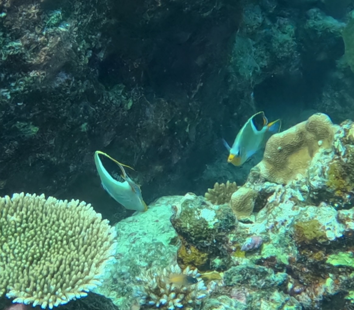 セグロチョウチョウウオ