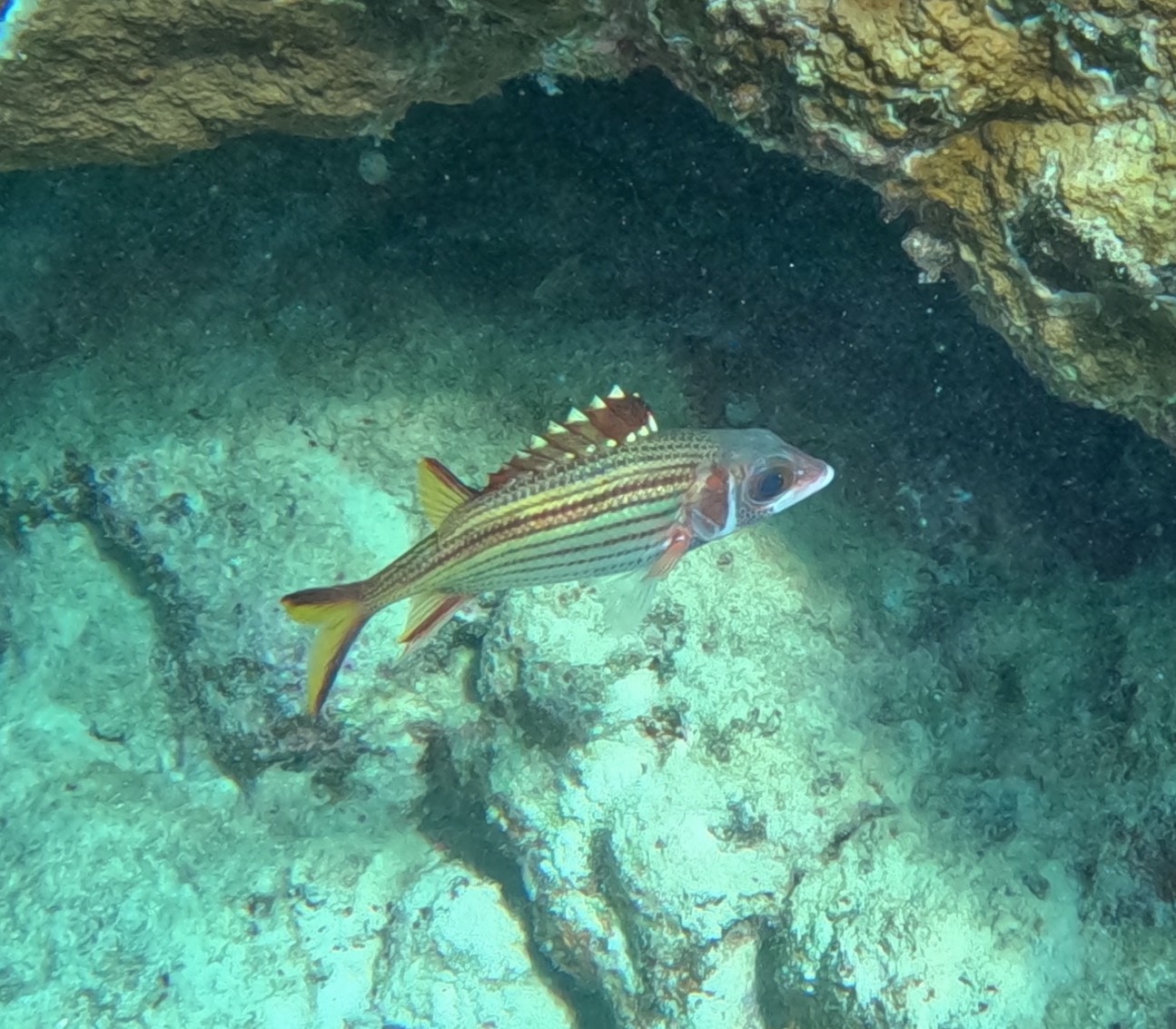 ウケグチイットウダイ