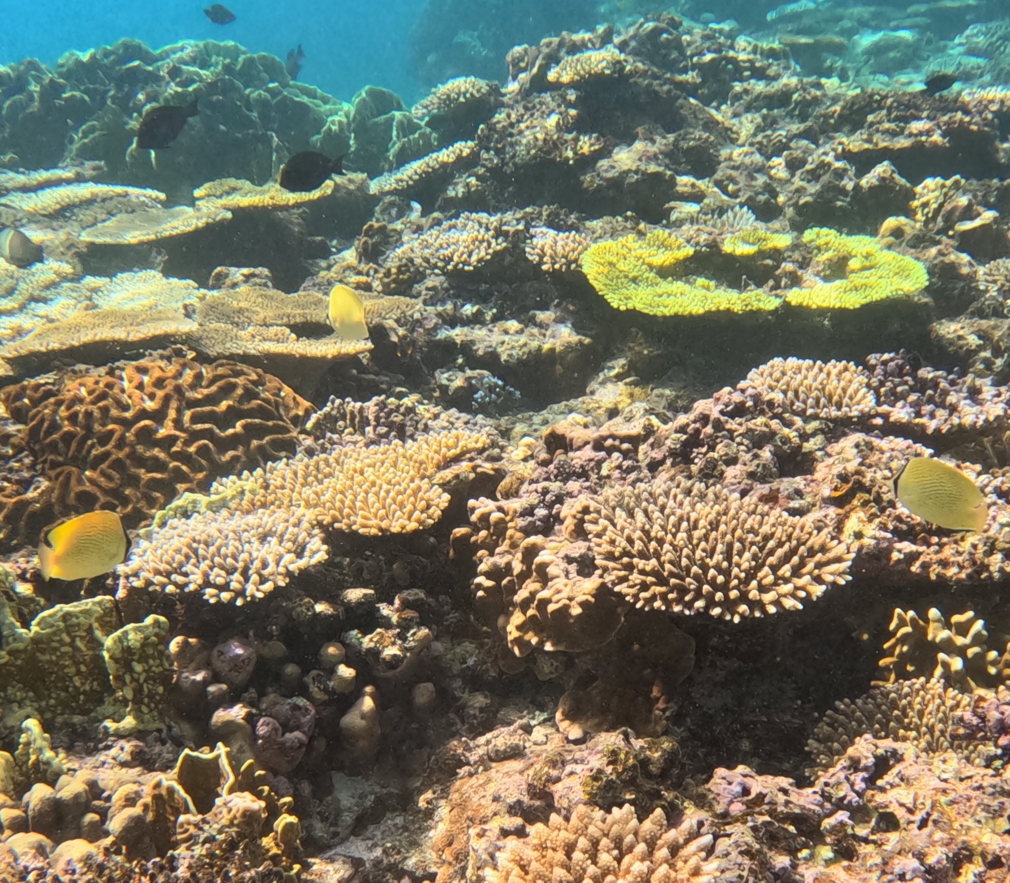 ゴマチョウチョウウオ