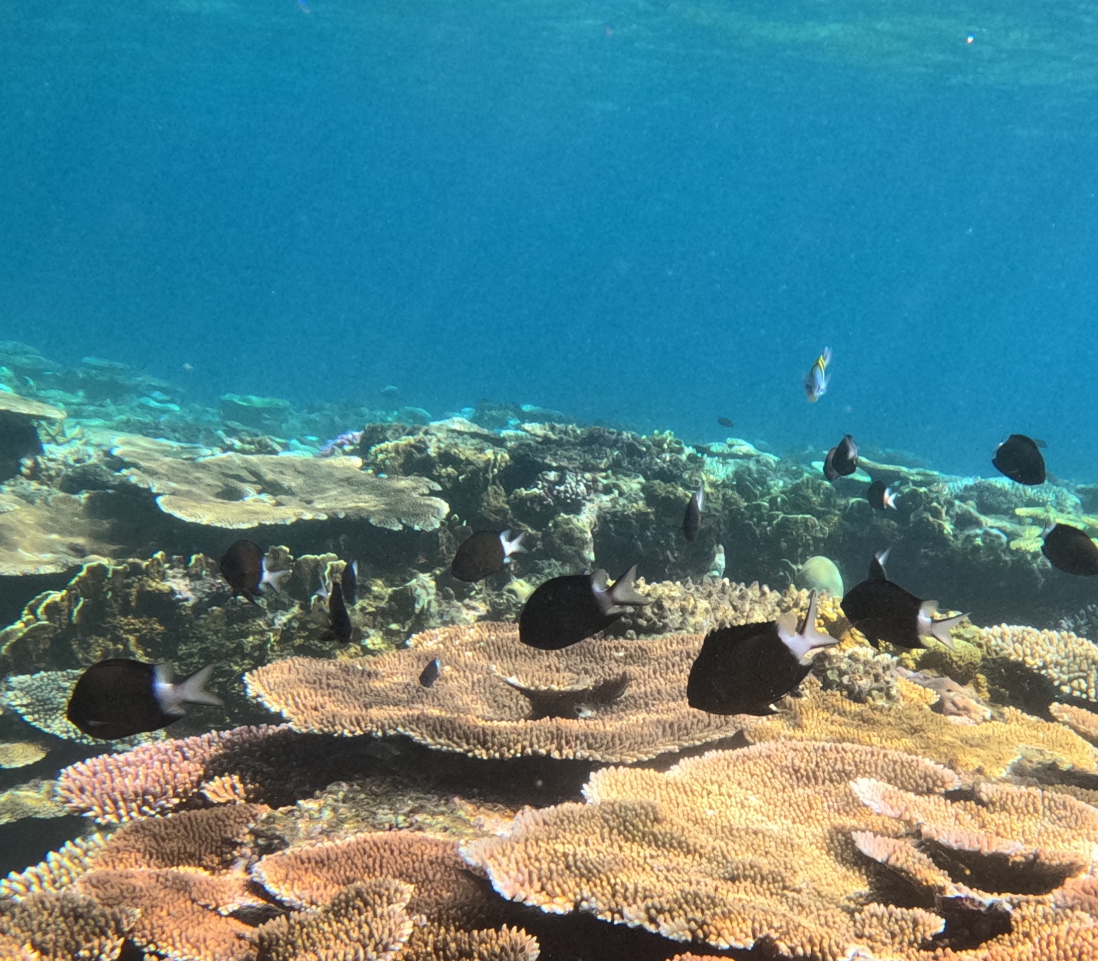 アマミスズメダイ