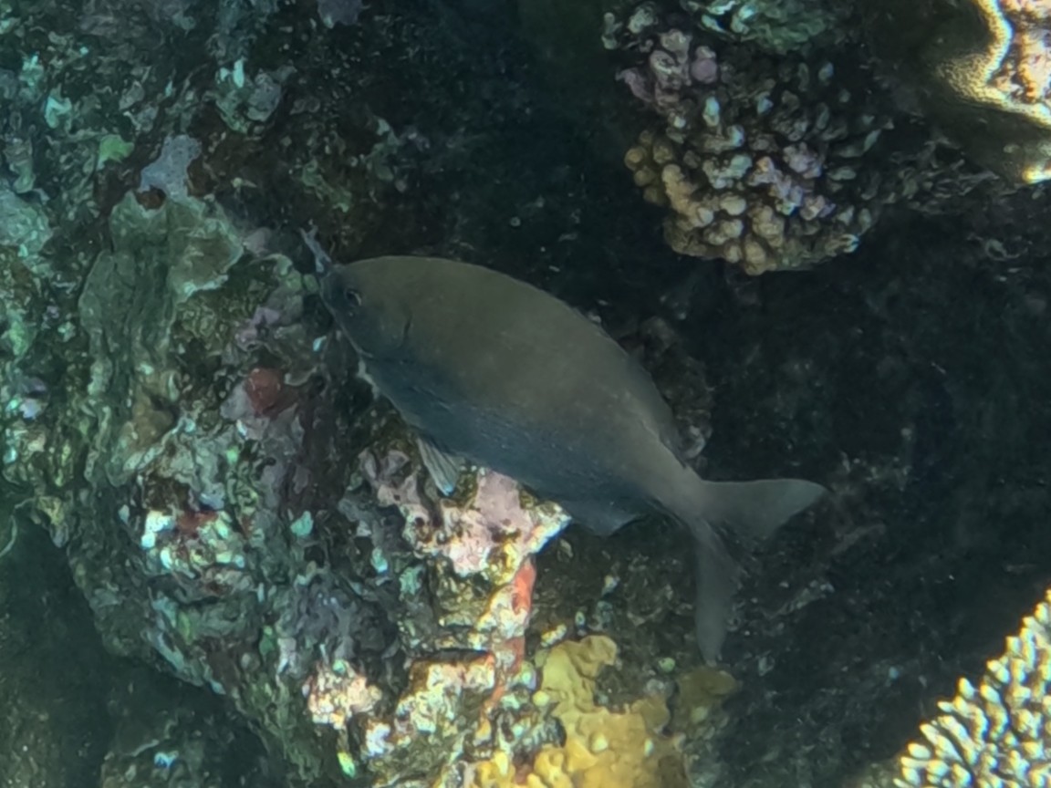 テンジクイサキ