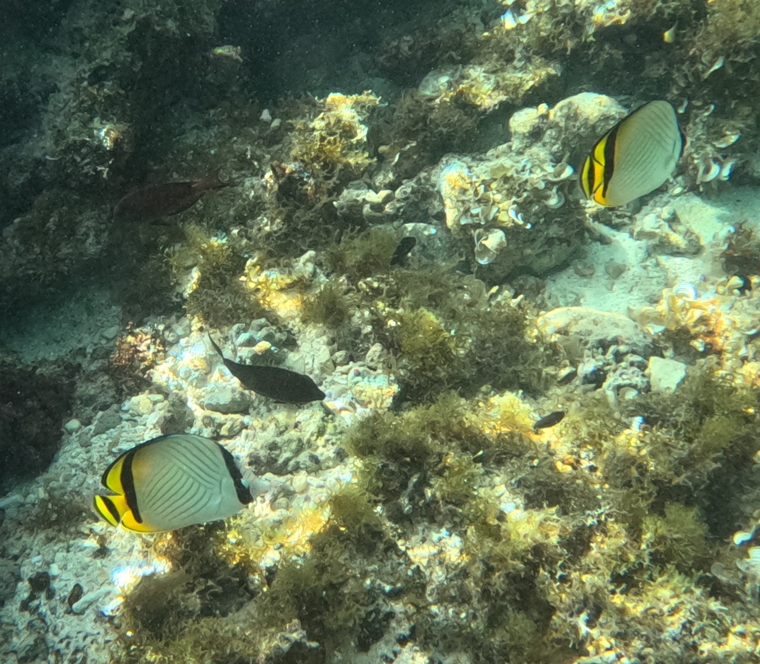 フウライチョウチョウウオ