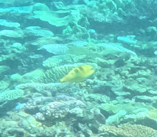 カワリブダイ(メス)