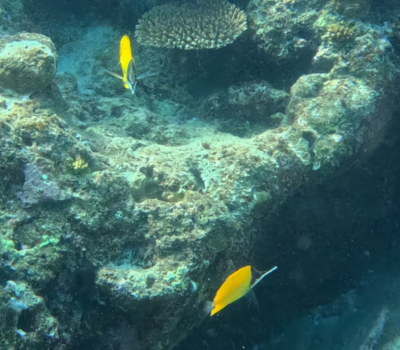 フエヤッコダイ