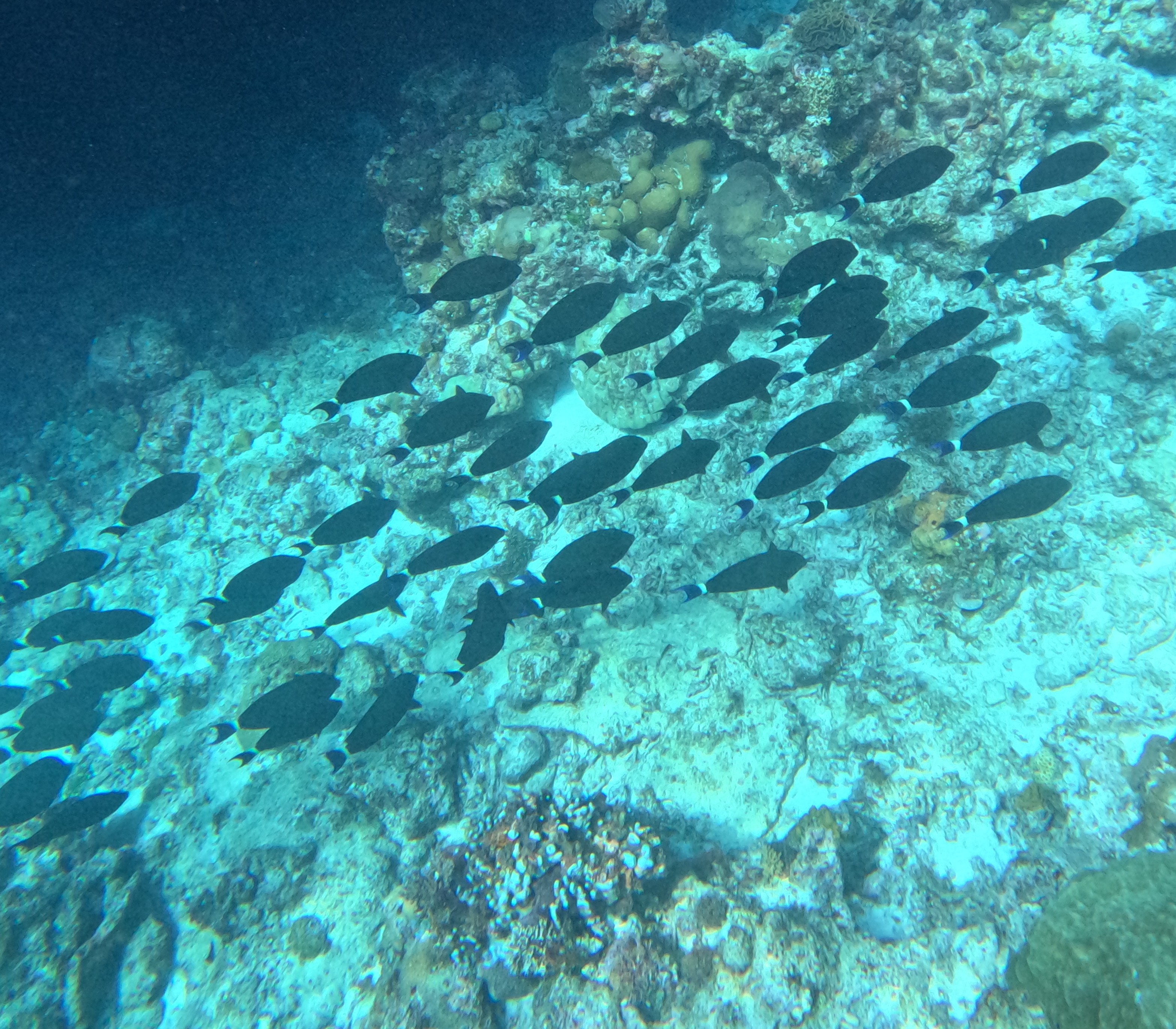 オスジクロハギ