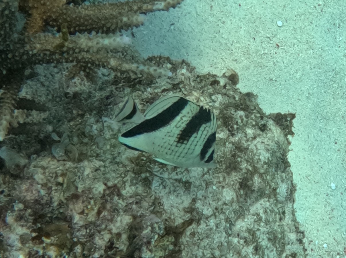 カガミチョウチョウウオ