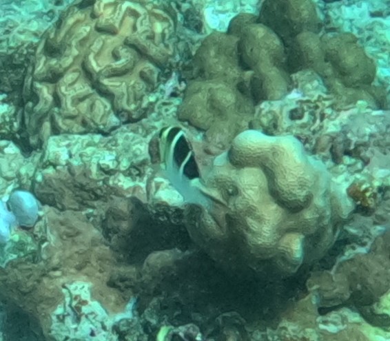 ヨコシマクロダイ