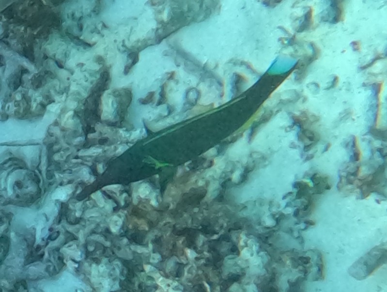 クギベラ(オス)