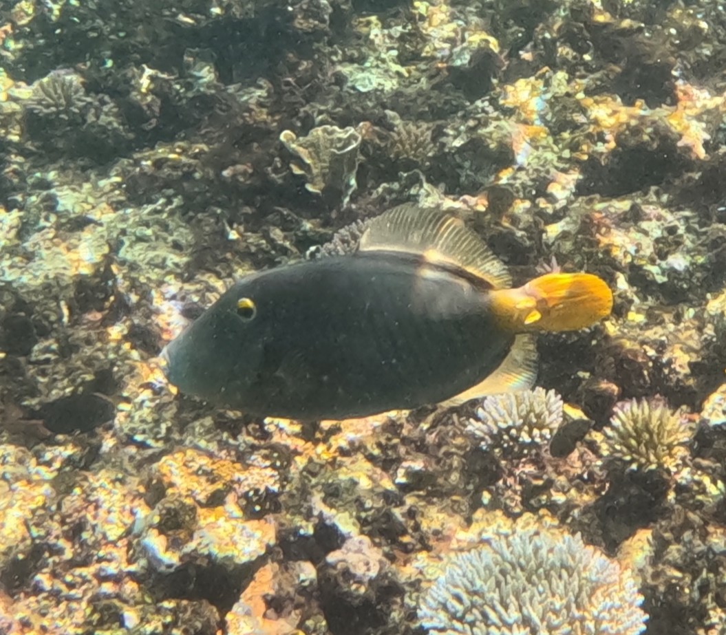 アミウマヅラハギ