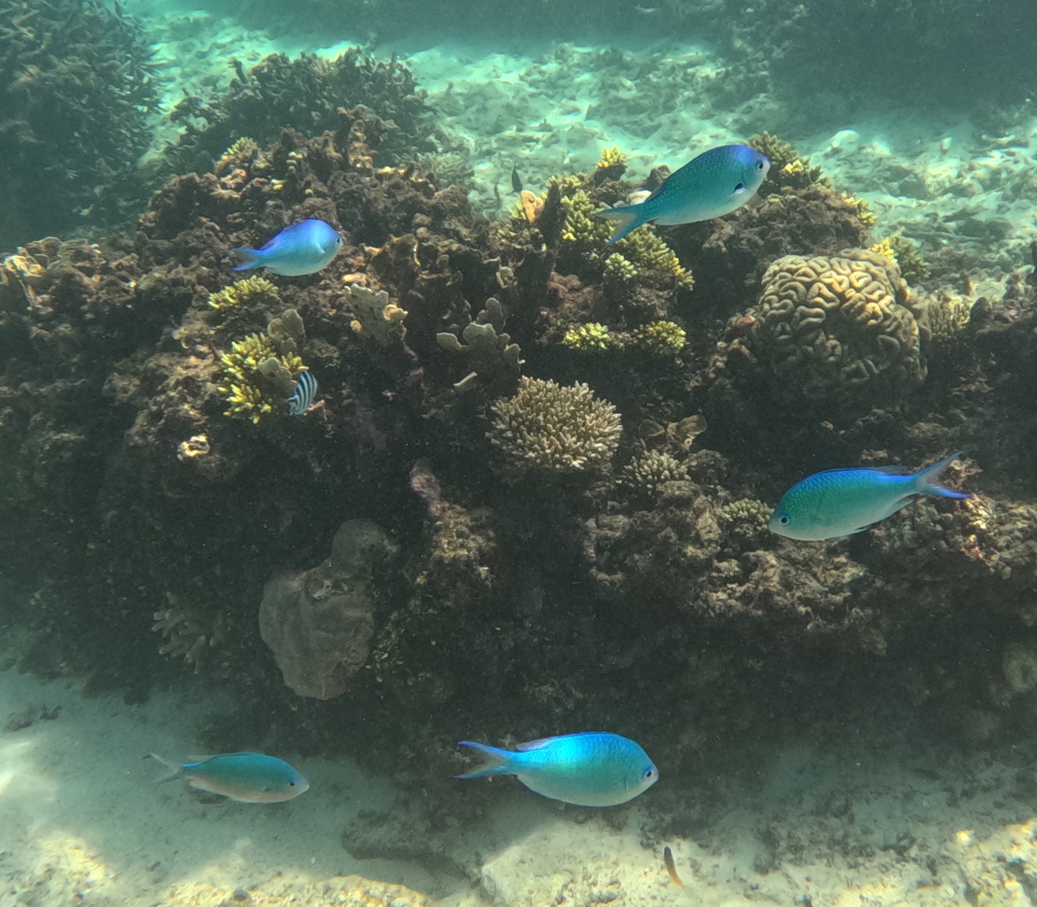 デバスズメダイ