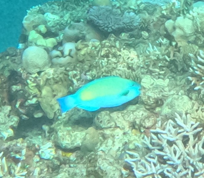 ハゲブダイ(オス)