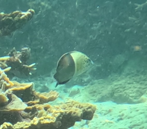 カンムリベラ(幼魚)